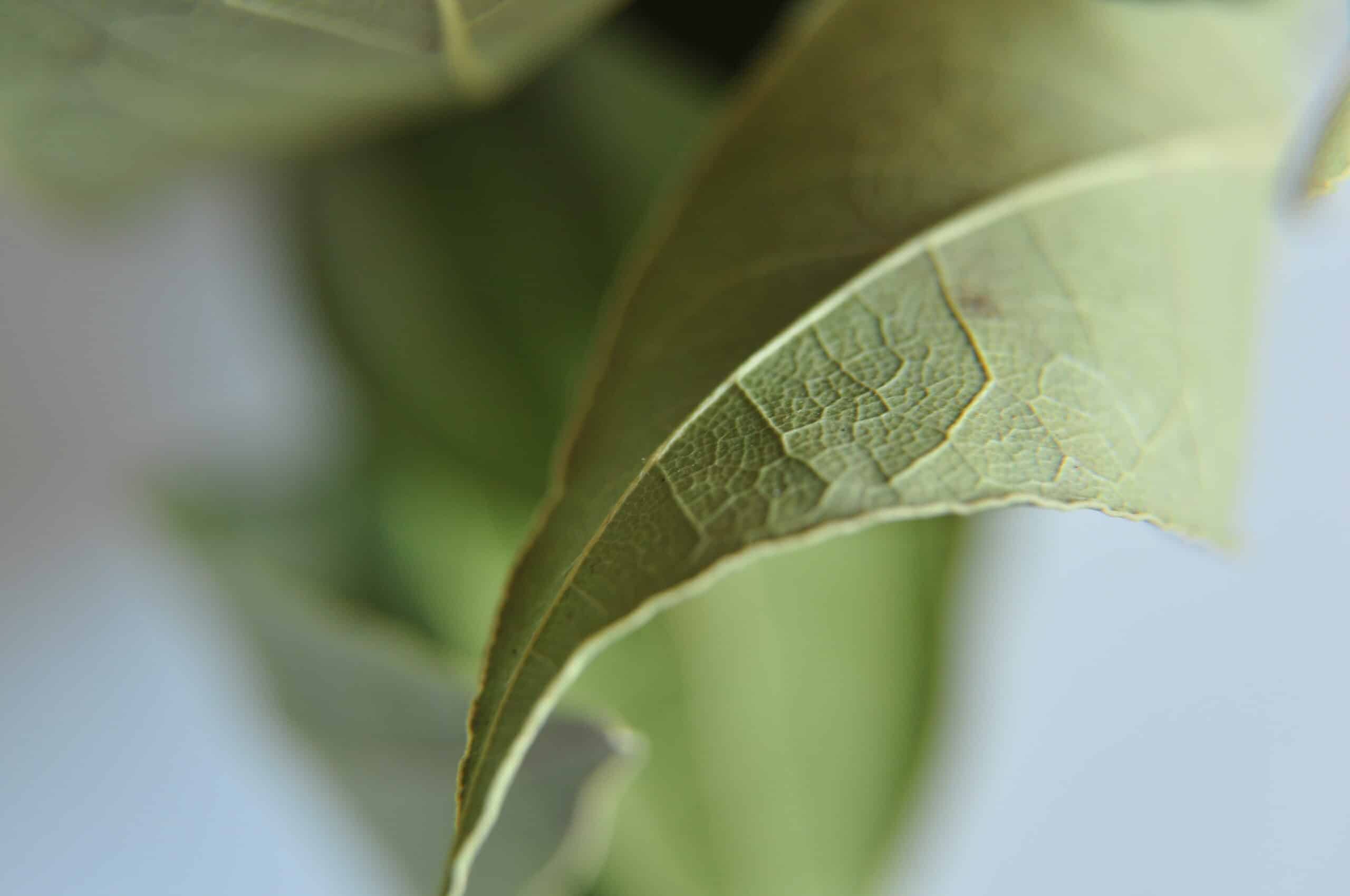 Frunze de dafin în spatele ușii