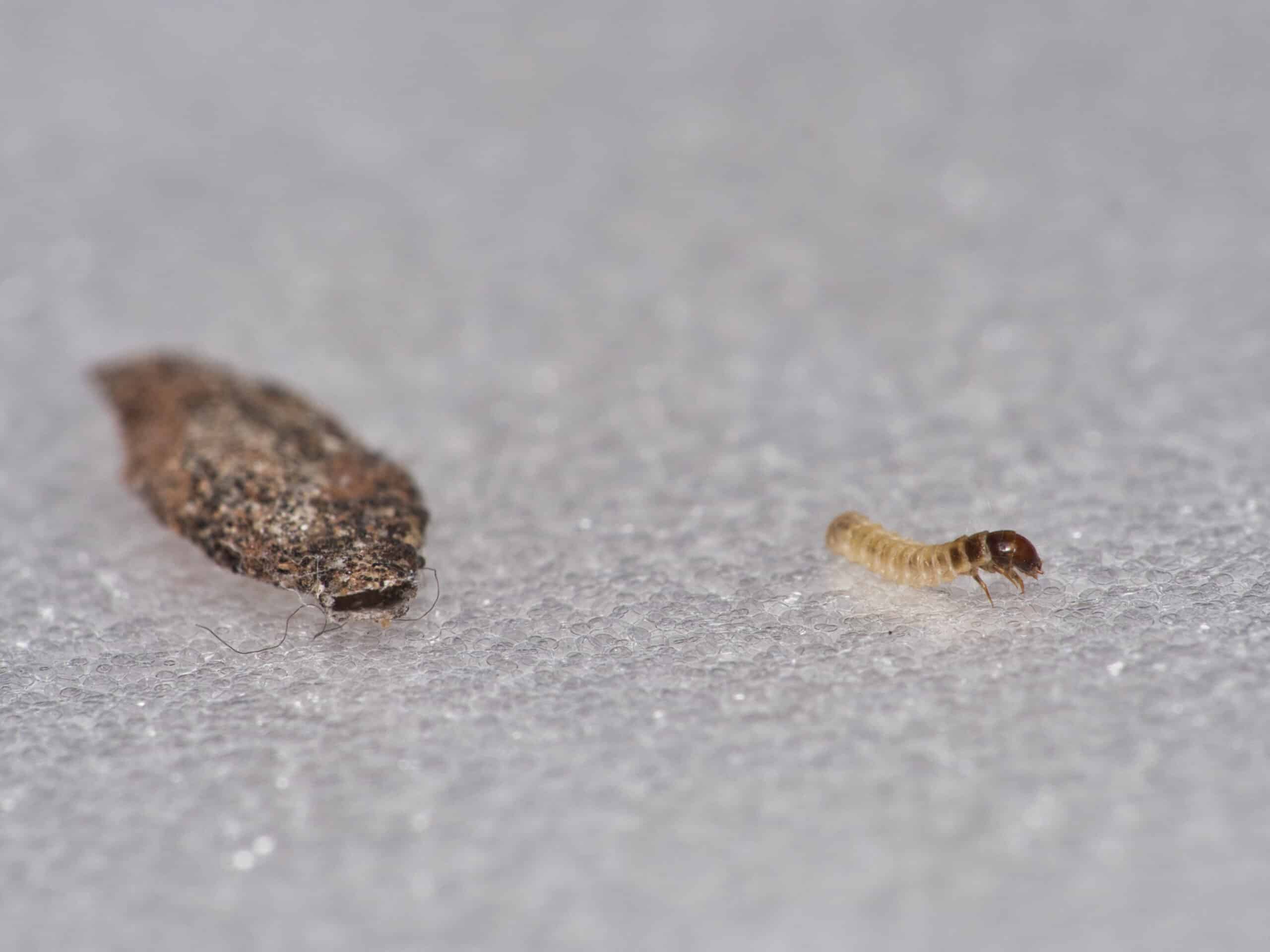 soluții împotriva molilor în dulap