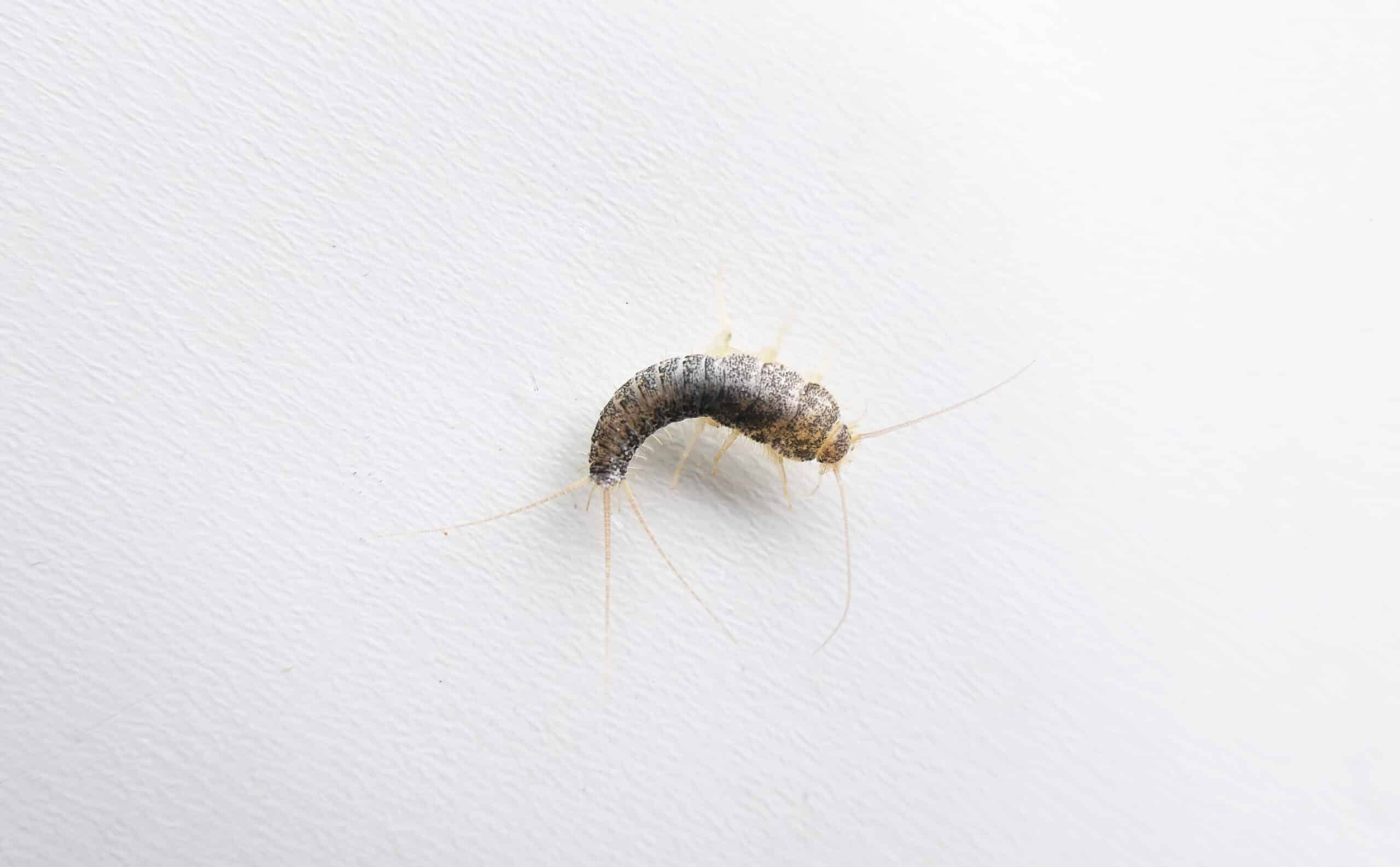 semnificația peștelui argintiu în baie